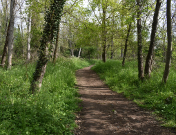 photo chemin gour