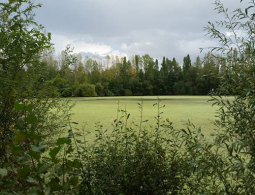 St Cyp-Gour des véroniques