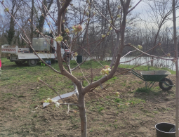 un arbre une naissance (32)
