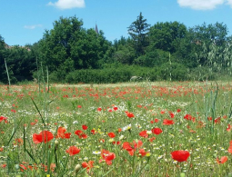 st cyp coquelicot