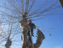 NETTOYAGE arbres (1)