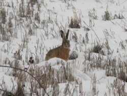 photos chasse (193)