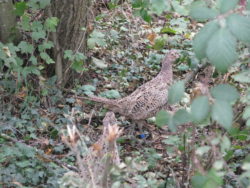 chasse POULES FAISANES