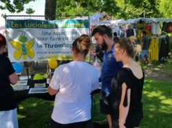 lucioles4