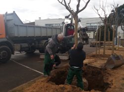 arbre muriers (4)