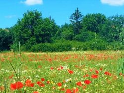 st cyp coquelicot2