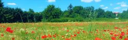 st cyp coquelicot2