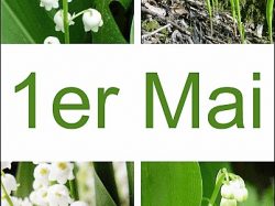 muguet du 1er mai_maxi