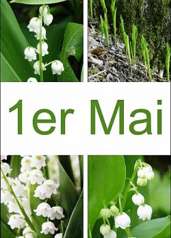 muguet du 1er mai_maxi