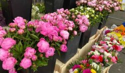fleuriste du marché