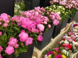 fleuriste du marché