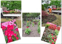 montage photos fleurissement page 1