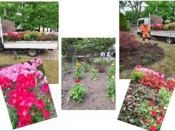 montage photos fleurissement page 1