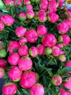 photo fleuriste