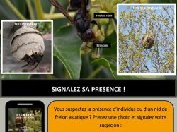 affiche frelon asiatique