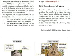 affiche frelon asiatique 3
