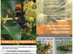 affiche frelon asiatique 4