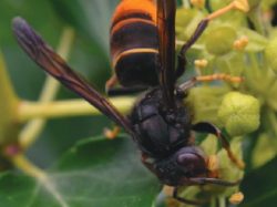 Frelon asiatique en Auvergne Rhône-Alpes : Signalez sa présence !