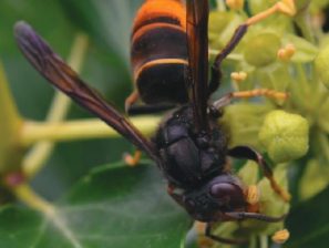 Frelon asiatique en Auvergne Rhône-Alpes : Signalez sa présence !