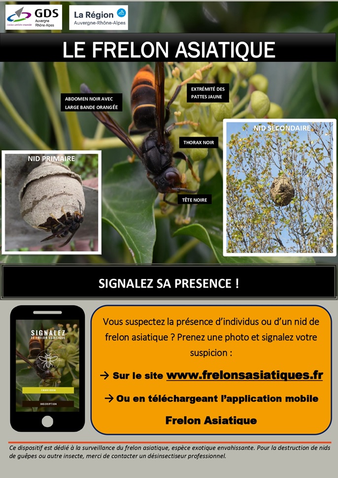 affiche frelon asiatique