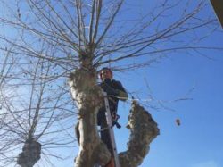 NETTOYAGE arbres (1)