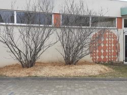 NETTOYAGE arbres (7)