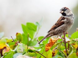 nature oiseaux