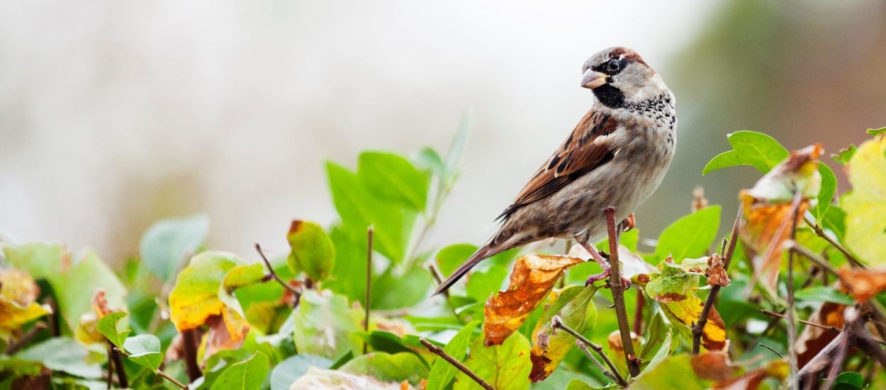 nature oiseaux