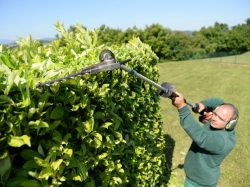 Quand tailler ses haies ? Règlementation pour les agriculteurs et les gestionnaires d’infrastructures linéaires