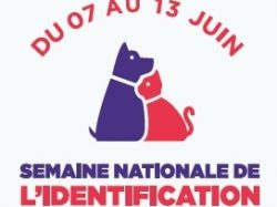 Image à la Une – I-CAD