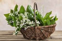 muguet