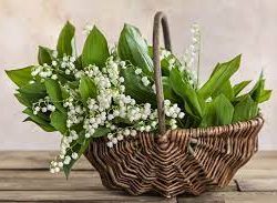 muguet
