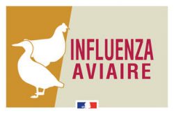 Influenza-aviaire-Un-deuxieme-cas-detecte-dans-la-faune-sauvage-dans-le-Morbihan-5-aout-2022_large