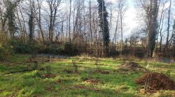 gours véronique reboisement (2)