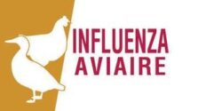 INFLUENZA-AVIAIRE