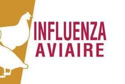IAHP : Évolution du risque « modéré » à « élevé »